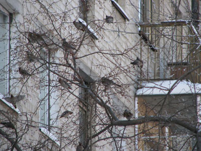 Новый Регион: На автомойках Екатеринбурга выстроились очереди из машин, ''уделанных'' лесными птицами (ФОТО)